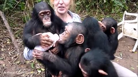 Chimpanzees beby video