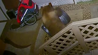 Bright Bear Breaks into Trash Can