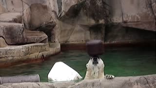 This Polar Bear Is Super Playful!