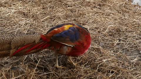 beautiful golden pheasant