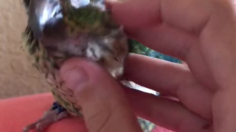 Cute bird wants pets
