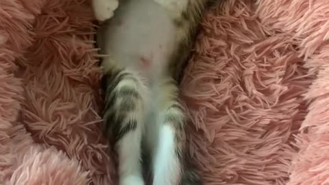 Cute Kitty takes a nap