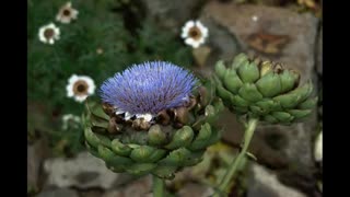 Bitchute Exclusive Video 9 Ancient Crops Artichoke, Parsnip