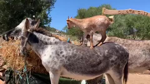 Goat kid on a Donkey