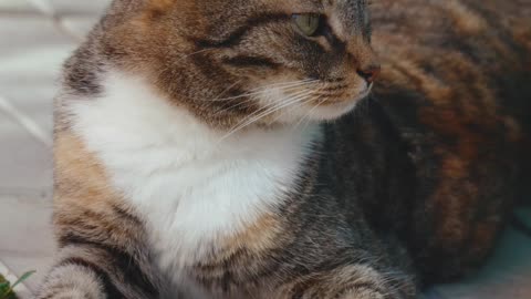 An Adorable Tabby Cat