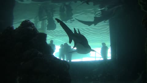 People Fasinated By Sharks In aquarium
