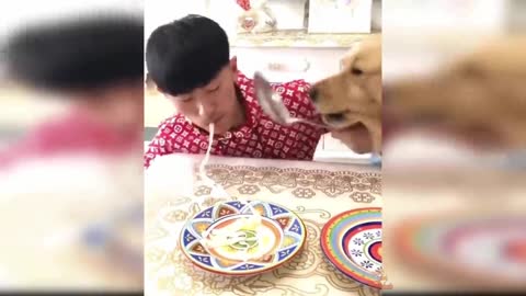 Dogs And Cats Reaction To Food - Funny clean Animal Reaction