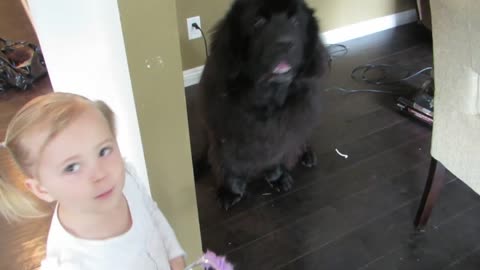 Girl shocked to learn dog doesn't want to be princess
