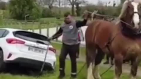 Horse vs Car | Funny Animals Video | Viral Rumble #Shorts