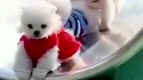 cute puppies and white puppies #so cute #trending #funny