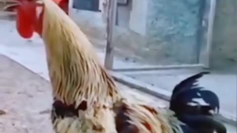 You will be very happy to see the action of this chicken