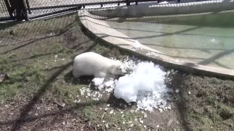 Nora the polar bear cub growing up