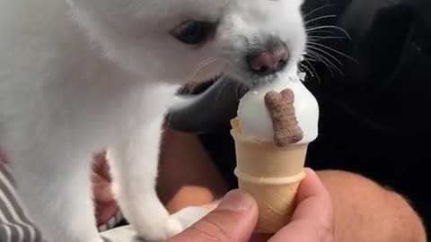 Dogs wait for ice cream to eat immediately