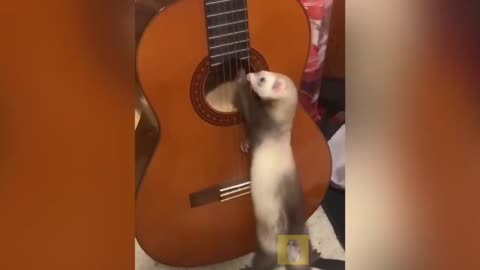 As a ferret, I approve of this video. 👍