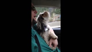Dog Sings Along With Owner During Road Trip