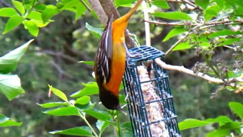 Outstanding Oriole