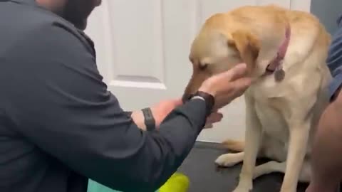 dog is medical treatment