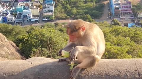 Monkey Are Eating Banana With Enjoy