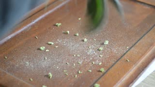 Feminized Seed Run #1 _ Episode #5 _ Collecting pollen