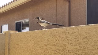 Friendly Road Runner jumping up onto a fence