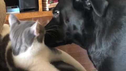 Dog and kitten are best friends
