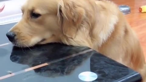 Golden Retriever was scared into neurosis😱Funny dog __playing basketball🥳