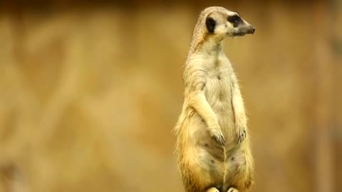 Meerkat on guard watching to both sides