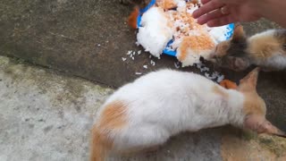 Cats love to eat TEMPURA