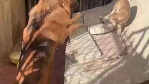 Dog vs cat extreme funny fight 😂