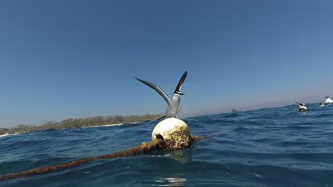 Sea Bird sunbathing on floating bouy at Lady Elliot