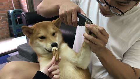 Dog Distracted by Treat During Nail Cutting