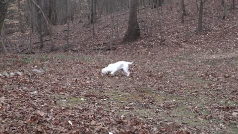 Amazing dog playing with ball .