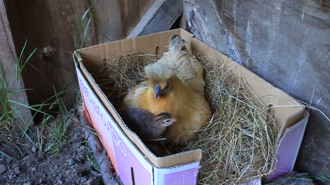 Baby Guinea Fowl and their Mum Penny the Silky