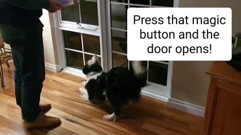 Dog opening a door