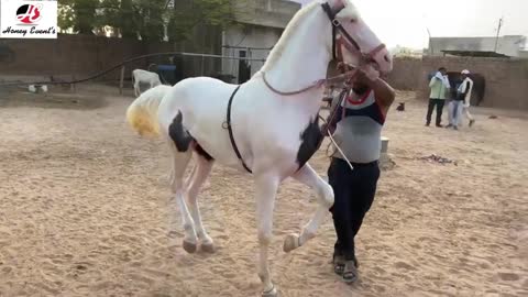 Horse Dance training