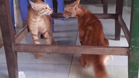 crazy cats getting angry