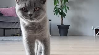 Cute cat walks to the camera