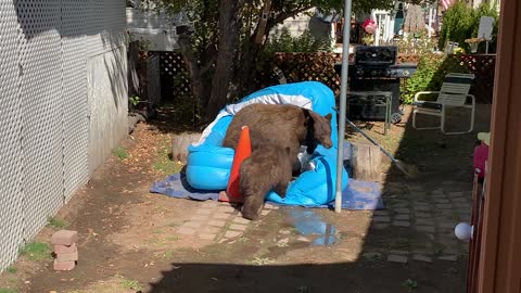 Bear Brings Cubs for a Backyard Swim