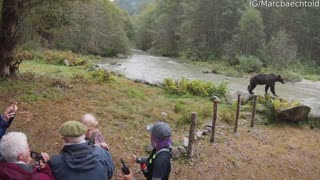 Grizzly Bear Comes Close to Tour Group