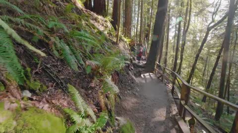 4K Virtual Hike through Canadian Forest Incredible Nature of British Columbia