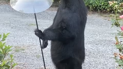 Bear Standing Eating From Bird Feeder