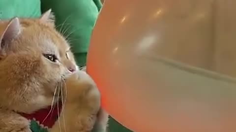 Blow up the balloon with the cute cat