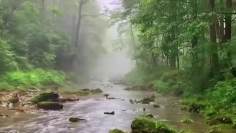 The mother monkey was crossing a river with her two children when she lost one of them