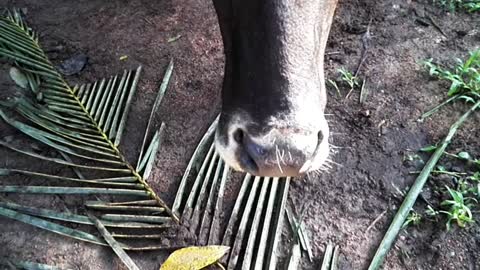 Relaxed cow