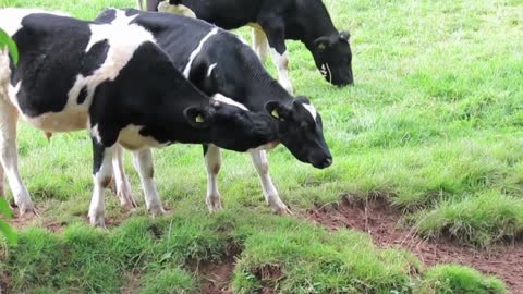 CATTLES FEEDING AND RELAXING