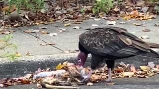 A vulture eating roadkill