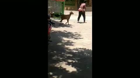 Pet Goat Taken Owner's From a School