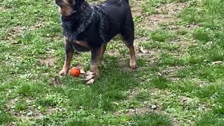 Dog freaks out at bird