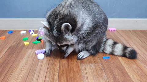 Raccoon pulls out the alphabet toy from the bottle of cola.