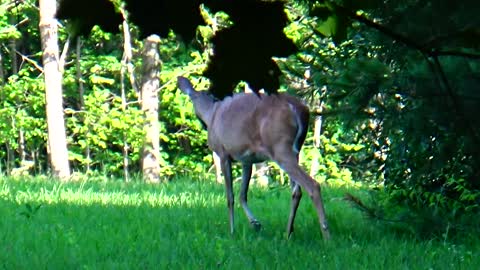 White-tailed deer